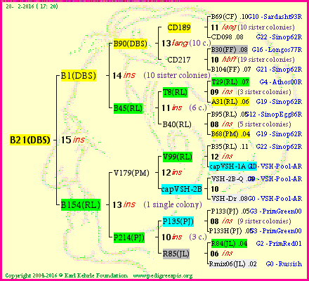 Pedigree of B21(DBS) :
four generations presented