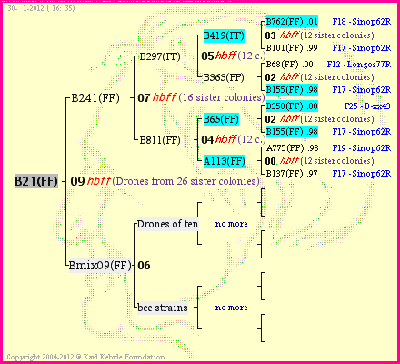 Pedigree of B21(FF) :
four generations presented