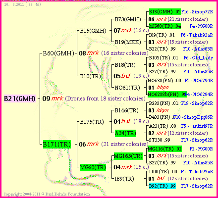 Pedigree of B21(GMH) :
four generations presented