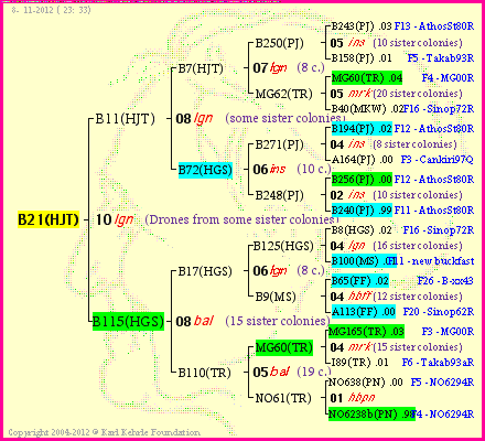 Pedigree of B21(HJT) :
four generations presented