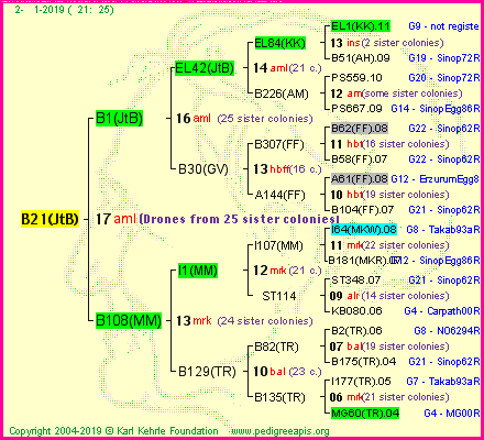 Pedigree of B21(JtB) :
four generations presented<br />it's temporarily unavailable, sorry!