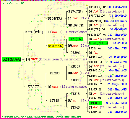 Pedigree of B21(MAA) :
four generations presented