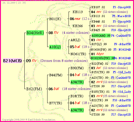 Pedigree of B21(MCB) :
four generations presented