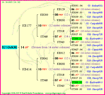 Pedigree of B21(MKN) :
four generations presented