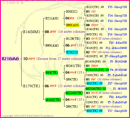 Pedigree of B21(MM) :
four generations presented