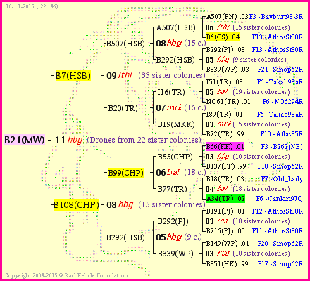 Pedigree of B21(MW) :
four generations presented