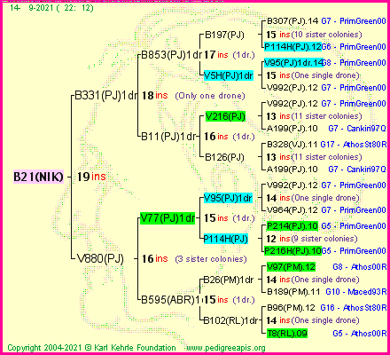 Pedigree of B21(NIK) :
four generations presented
it's temporarily unavailable, sorry!