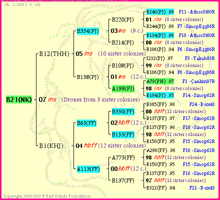 Pedigree of B21(NK) :
four generations presented