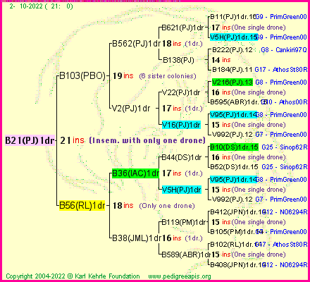 Pedigree of B21(PJ)1dr :
four generations presented
it's temporarily unavailable, sorry!