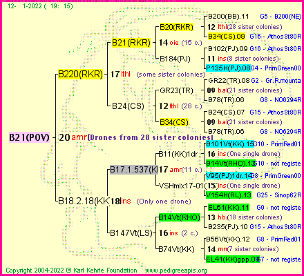 Pedigree of B21(POV) :
four generations presented
it's temporarily unavailable, sorry!