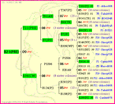 Pedigree of B21(PRE) :
four generations presented