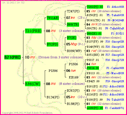 Pedigree of B21(PRE) :
four generations presented