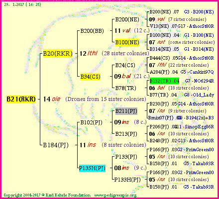 Pedigree of B21(RKR) :
four generations presented