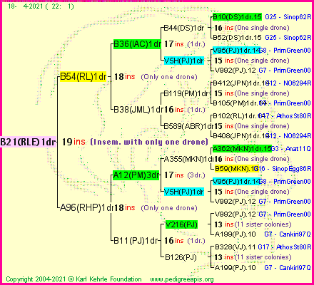 Pedigree of B21(RLE)1dr :
four generations presented
it's temporarily unavailable, sorry!