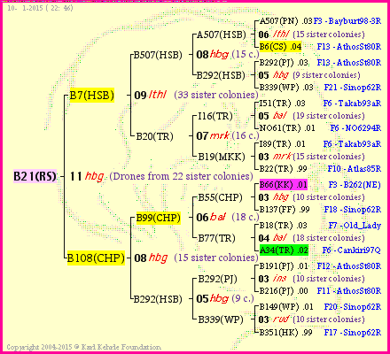 Pedigree of B21(RS) :
four generations presented