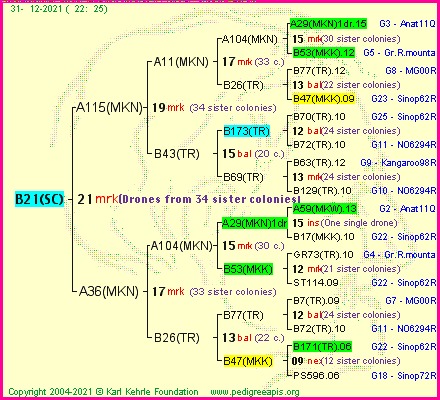 Pedigree of B21(SC) :
four generations presented
it's temporarily unavailable, sorry!