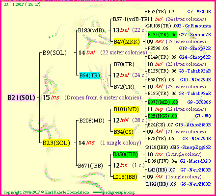 Pedigree of B21(SOL) :
four generations presented