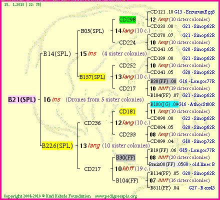 Pedigree of B21(SPL) :
four generations presented