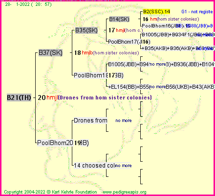 Pedigree of B21(TH) :
four generations presented
it's temporarily unavailable, sorry!