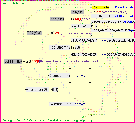 Pedigree of B21(THB) :
four generations presented
it's temporarily unavailable, sorry!