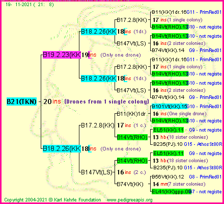 Pedigree of B21(TKN) :
four generations presented
it's temporarily unavailable, sorry!