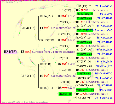 Pedigree of B21(TR) :
four generations presented