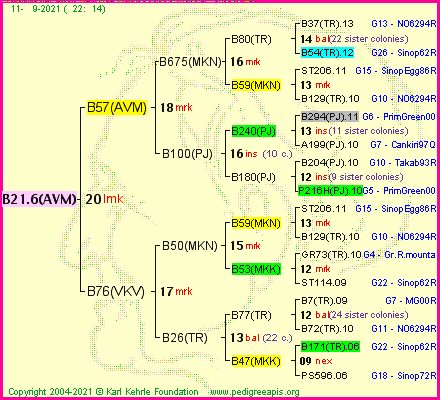 Pedigree of B21.6(AVM) :
four generations presented
it's temporarily unavailable, sorry!