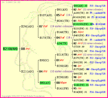 Pedigree of B210(AH) :
four generations presented