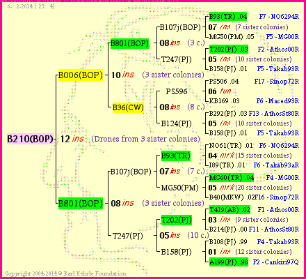 Pedigree of B210(BOP) :
four generations presented