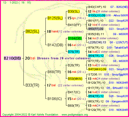 Pedigree of B210(DB) :
four generations presented
it's temporarily unavailable, sorry!