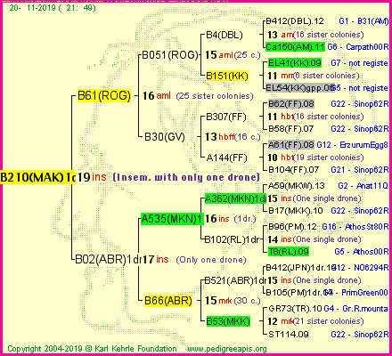 Pedigree of B210(MAK)1dr :
four generations presented<br />it's temporarily unavailable, sorry!