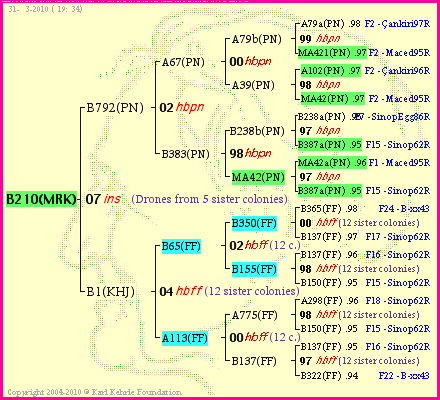 Pedigree of B210(MRK) :
four generations presented