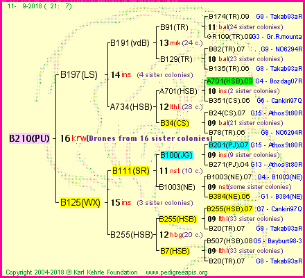 Pedigree of B210(PU) :
four generations presented
it's temporarily unavailable, sorry!