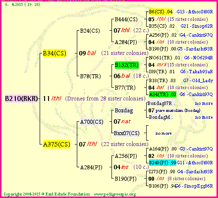 Pedigree of B210(RKR) :
four generations presented