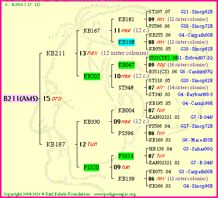 Pedigree of B211(AMS) :
four generations presented