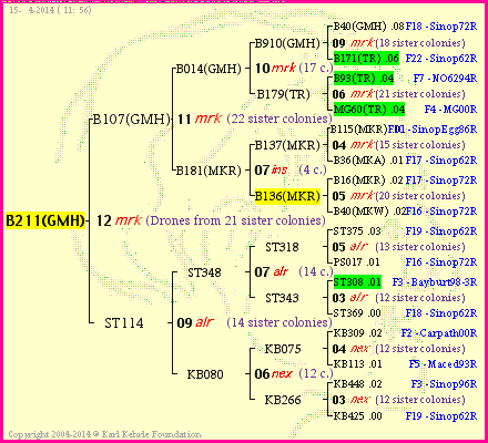 Pedigree of B211(GMH) :
four generations presented