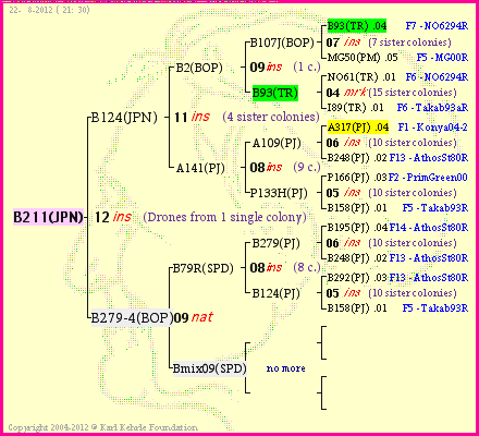 Pedigree of B211(JPN) :
four generations presented