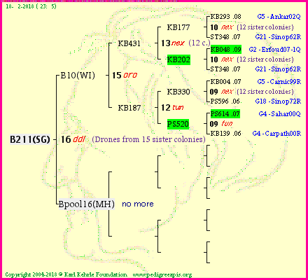Pedigree of B211(SG) :
four generations presented