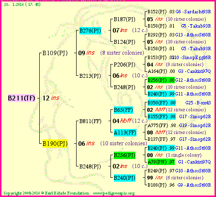 Pedigree of B211(TF) :
four generations presented