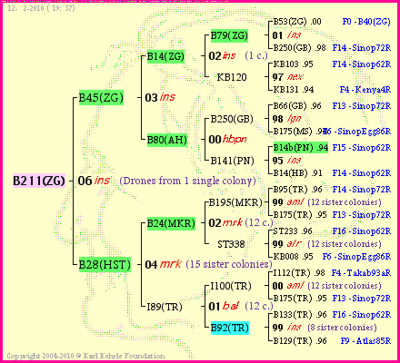 Pedigree of B211(ZG) :
four generations presented