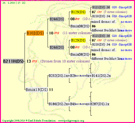 Pedigree of B211H(DS) :
four generations presented