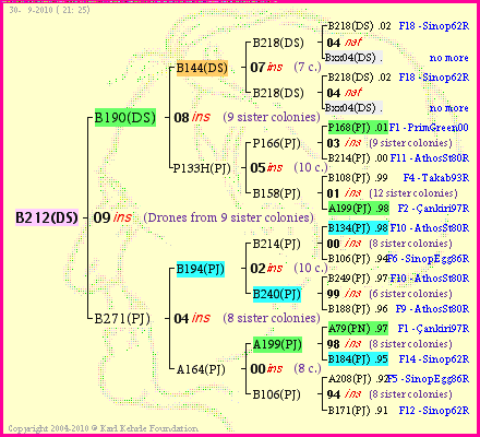 Pedigree of B212(DS) :
four generations presented