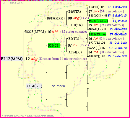 Pedigree of B212(MPM) :
four generations presented