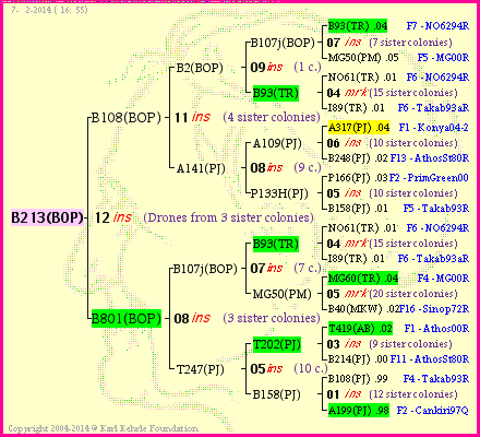 Pedigree of B213(BOP) :
four generations presented