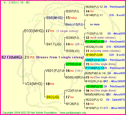 Pedigree of B213(MHG) :
four generations presented
it's temporarily unavailable, sorry!