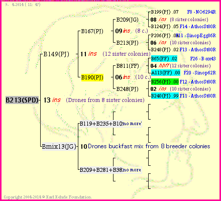 Pedigree of B213(SPD) :
four generations presented