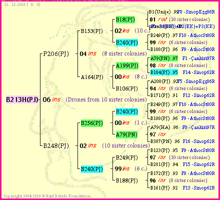 Pedigree of B213H(PJ) :
four generations presented