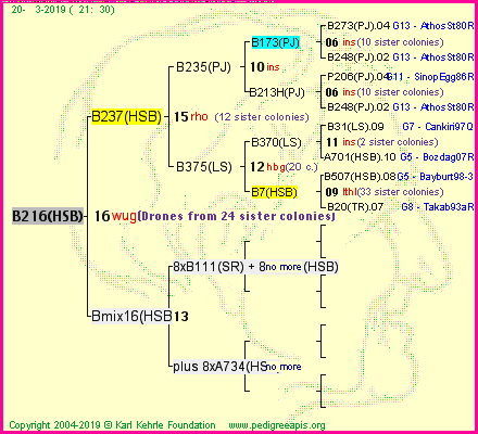 Pedigree of B216(HSB) :
four generations presented<br />it's temporarily unavailable, sorry!