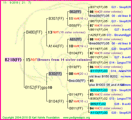 Pedigree of B218(FF) :
four generations presented