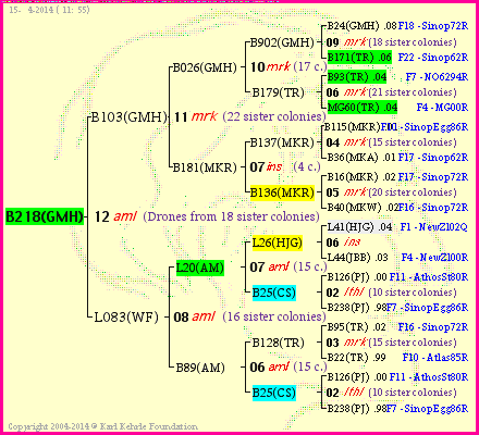 Pedigree of B218(GMH) :
four generations presented